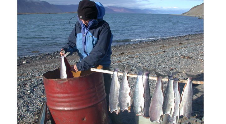 Røyking_av_fisk.w