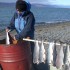 Røyking_av_fisk.w